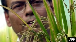 Khoa học gia Sophan Datta thuộc Viện Nghiên cứu lúa gạo Quốc tế (IRRI) hướng dẫn các nhà báo tham quan công trình nghiên cứu 'gạo vàng' của viện, 27/11/03
