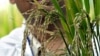 Debate Over Genetically Engineered ‘Golden Rice’ Heats Up