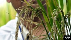 FILE - International Rice Research Institute (IRRI) bioplant scientist Sophan Datta shows during a press tour a variety of experimental "golden rice" being tested inside sealed IRRI greenhouse in Laguna, Nov. 27, 2003.