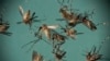 Gene Editing Used to Block Mosquitos’ Ability to Identify Targets