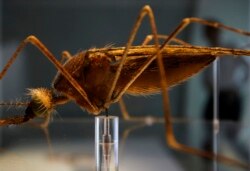 Seorang pria berjalan di belakang model nyamuk Anopheles di Pusat Darwin yang baru di Museum Sejarah Alam, di London, 8 September 2009. (Foto: REUTERS/Stefan Wermuth)