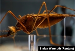 Seorang pria berjalan di belakang model nyamuk Anopheles di Pusat Darwin yang baru di Museum Sejarah Alam, di London, 8 September 2009. (Foto: REUTERS/Stefan Wermuth)
