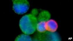 A fluorescent spray, now in development, detects early-stage cancer in mice.