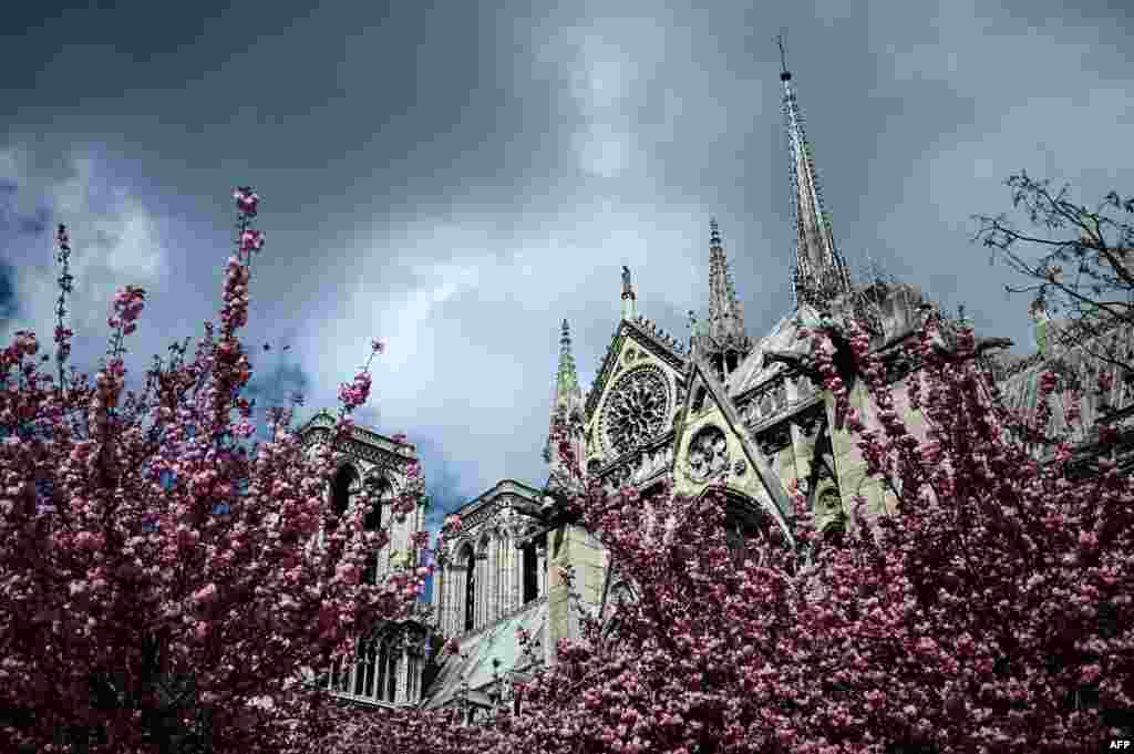The Notre-Dame de Paris Cathedral is seen amid blossoming trees in Paris, France.