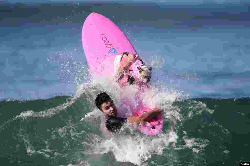 미국 캘리포니아주 헌팅턴비치에서 지난 25일(현지시간) 열린 반려견 서핑 경연대회에 나온 개가 주인과 함께 파도를 맞고 있다. &nbsp;