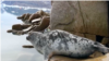 一隻背上粘著複雜儀器的環斑海豹正準備潛入格陵蘭伊盧利薩特冰灣的冰蓋下面。（視頻截圖）