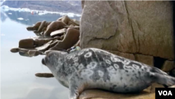 一隻背上粘著複雜儀器的環斑海豹正準備潛入格陵蘭伊盧利薩特冰灣的冰蓋下面。（視頻截圖）