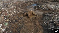 The body of a wild elephant lies in an open landfill in Pallakkadu village in Ampara district, about 210 kilometers (130 miles) east of the capital Colombo, Sri Lanka, Jan. 6, 2022.