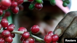 FILE - Red ripe coffee beans bloom on a plantation 