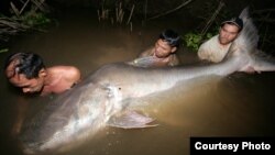 រូបឯកសារ៖ ​ត្រី​យក្ស​ប្រវែង ២៤០ សង់ទីម៉ែត្រ​ត្រូវ​ចាប់​បាន​ក្នុង​ទន្លេ​មេគង្គ​ ប្រទេស​កម្ពុជា កាលពីថ្ងៃ​ទី១៣ ខែ​វិច្ឆិកា ឆ្នាំ២០០៧។ លោក​បណ្ឌិត Zeb រួម​គ្នា​ជាមួយ​នឹង​អ្នកស្រុក​ដើម្បី​ដោះលែង​ត្រី​យក្ស​នោះ​វិញ។ (រូបថត​ផ្តល់​ដោយ​លោក Zeb Hogan)