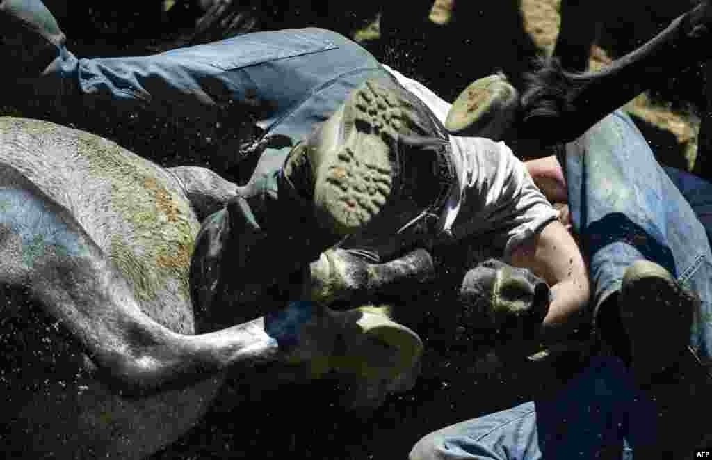 &quot;Aloitadores&quot; struggle with a wild horse during the &quot;Rapa Das Bestas&quot; (Shearing of the Beasts) traditional event in the Spanish northwestern village of Sabucedo in northwestern Spain.