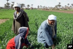 In Egypt the Nile has allowed agriculture to flourish for millenia.