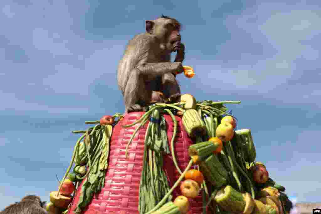 A monkey eats vegetables in front of the Prang Sam Yod temple during the annual Monkey Buffet Festival in Lopburi province, north of Bangkok, Thailand.