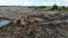 Elephants Dying from Eating Plastic Waste in Sri Lankan Dump 