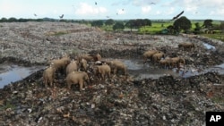 Kawanan gajah liar mencari makanan di antara tumpukan sampah di Tempat Pembuangan Sampah (TPS) di Desa Pallakkadu, Dirtrik Ampara, Sri Lanka, pada 6 Januari 2022. (Foto: AP/Achala Pussalla)