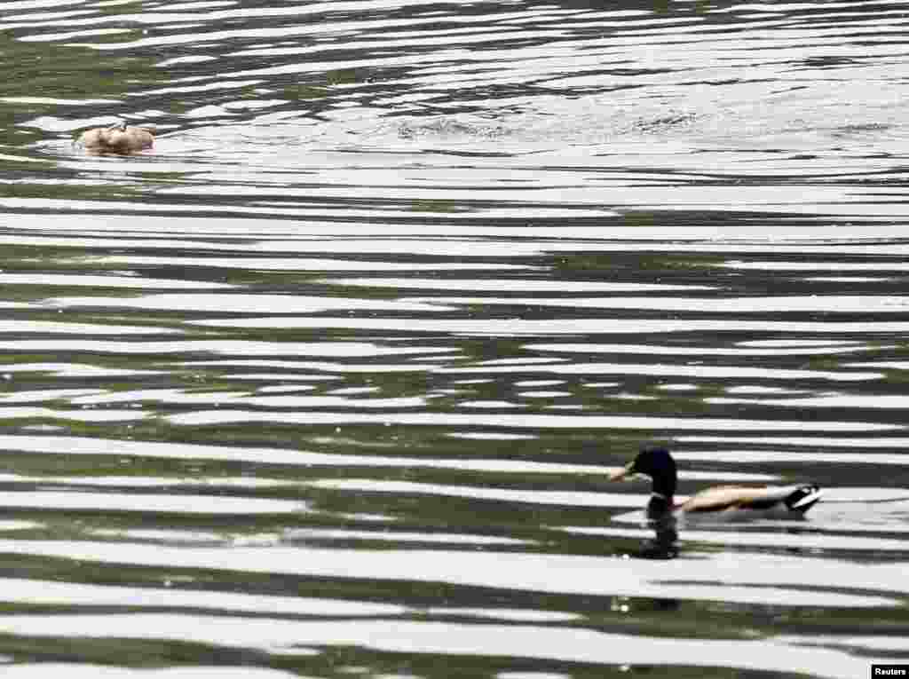 A man swims in the Houhai Lake in central Beijing, China. 