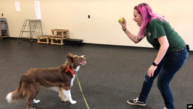 In this May 7, 2019 photo, student trainer Samantha Springstead works with Finn, a border collie at the State University of New York, Cobleskill, in Cobleskill, N.Y. (AP Photo/Mary Esch)