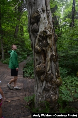 Mikah Meyer is intrigued by a tree full of knots at Sleeping Bear Dunes National Lakeshore