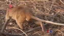 အာဖရိကကြွက်တွေ ကမ္ဘောဒီးယားမှာမိုင်းရှင်း