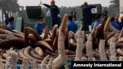 Workers destroy illegal ivory in Dongguan, southern Guangdong province, China, Jan. 6, 2014. 