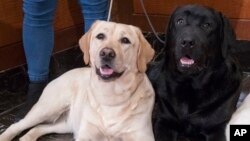 Labrador retrievers Soave, 2, left, and Hola, 10-month, pose for photographs as Harbor, 8-weeks, takes a nap during a news conference at the American Kennel Club headquarter, Wednesday, March 28, 2018, in New York. American Kennel Club rankings released i