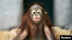 Ole, a young orangutan, plays in his enclosure at the Zoo on a rainy day in Kaliningrad, Russia.