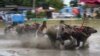 Para &quot;joki&quot; mengendalikan kerbau-kerbau mereka dalam perlombaan &quot;pacu kerbau&quot; melintasi lapangan berlumpur di di Chonburi, Thailand timur.