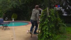 SHORT VIDEO: Թռչուններին հետևելն ու կերակրելը՝ հաճելի զբաղմունք