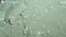 Underwater Video Shows Ash Covering Marine Life in La Palma