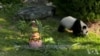 法国出生的第一只熊猫圆梦过一岁生日