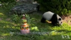 France's first baby panda turns one