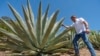 Californians Bet Farming Agave is Key to Weathering Drought, Groundwater Limits