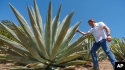 Leo Ortega tours agave plants at his home in Murrieta, Calif., Oct. 17, 2023. Agave thrives on almost no water. The plant isn't grown on a large scale in California, but local distillers say the spirits they've made from agave so far are selling out.