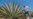 Californians Bet Farming Agave is Key to Weathering Drought, Groundwater Limits