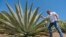 Leo Ortega tours agave plants at his home in Murrieta, Calif., Oct. 17, 2023. Agave thrives on almost no water. The plant isn't grown on a large scale in California, but local distillers say the spirits they've made from agave so far are selling out.
