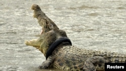 A crocodile with a used motorcycle tyre around its neck is seen in a river in Palu, Central Sulawesi province, Indonesia, Nov. 2, 2016. 