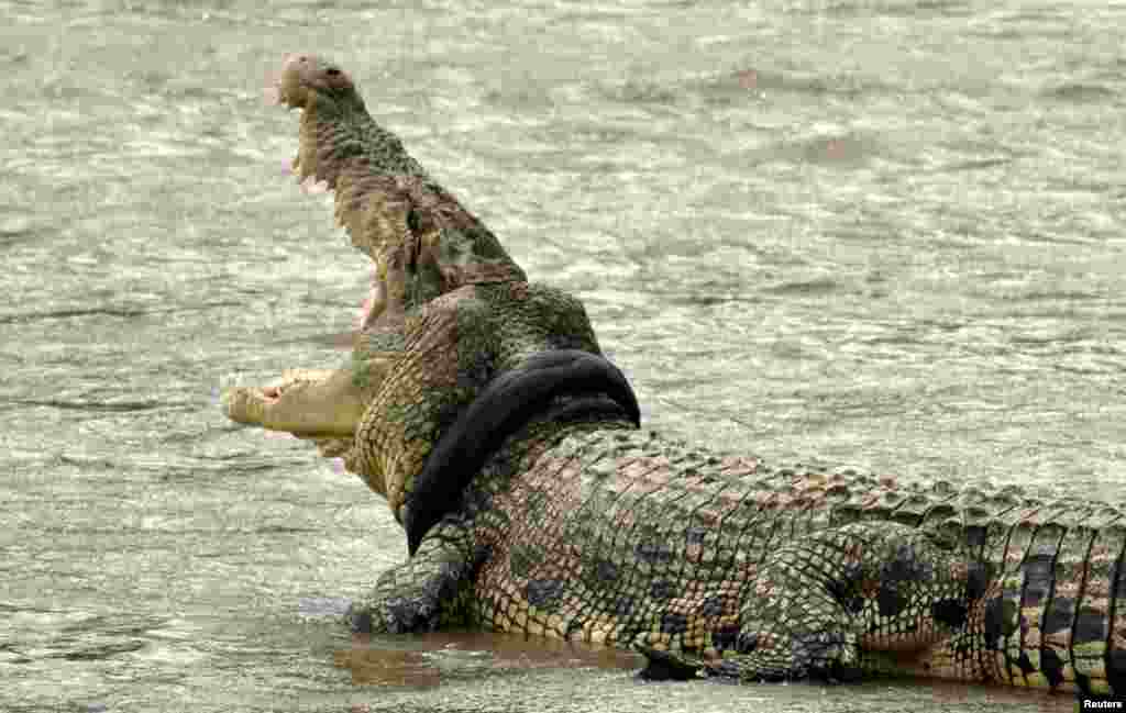 A crocodile with a used motorcycle tire around its neck is seen in a river in Palu, Central Sulawesi province, Indonesia, Nov. 2, 2016.&nbsp;The crocodile has had a used motorcycle tire around its neck since Sept. but rescue efforts of the crocodile have not been made because of lack of equipment and experts. (Photo provided by Antara Foto)