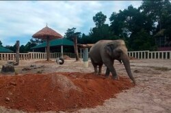 In this photo released by Cambodia's Environment Ministry, Kraavan walks at Kulen Prom Tep Wildlife Sanctuary in Oddar Meanchey province, Dec. 1, 2020.