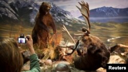 Wendy Kesselring takes a photo of a taxidermy scene at the Safari Club International Convention in Reno, Nevada, Jan. 29, 2011.