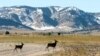 Former US Nuclear Center Now a Wildlife Refuge