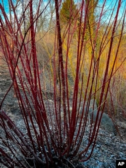 This image shows the eye-catching redtwig dogwood in the winter at Oyster Bay, NY on Feb. 21, 2022. (Jessica Damiano via AP)
