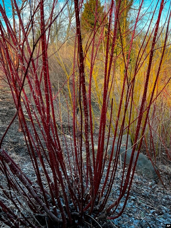 This image shows the eye-catching redtwig dogwood in the winter at Oyster Bay, NY on Feb. 21, 2022. (Jessica Damiano via AP)