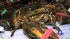 走进美国：美国龙虾征服中国老饕的胃