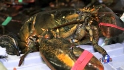走进美国：美国龙虾征服中国老饕的胃