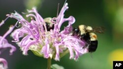 Abejas en Peoria, Illinois: Su salvación podria estar en la diversificación de la flora.