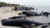 Paus terdampar di Farewell Spit dekat Nelson, Selandia Baru, 10 Februari 2017. (Foto: AP)