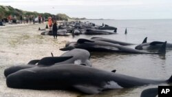 Paus terdampar di Farewell Spit dekat Nelson, Selandia Baru, 10 Februari 2017. (Foto: AP)