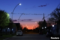 Parrots stand on power lines in the town of Hilario Ascasubi, which they invaded driven by deforestation in the surrounding hills, according to biologists, in Argentina, September 24, 2024. (REUTERS/Agustin Marcarian)