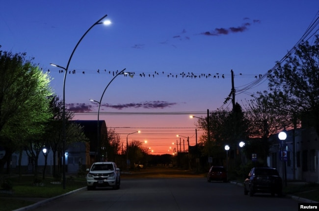 Parrots stand on power lines in the town of Hilario Ascasubi, which they invaded driven by deforestation in the surrounding hills, according to biologists, in Argentina, September 24, 2024. (REUTERS/Agustin Marcarian)