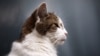 Larry, si Kucing Downing Street, terlihat di luar 10 Downing Street, kediaman resmi Perdana Menteri Inggris, di London pada 3 September 2024. (Foto: AFP/Henry Nicholls)